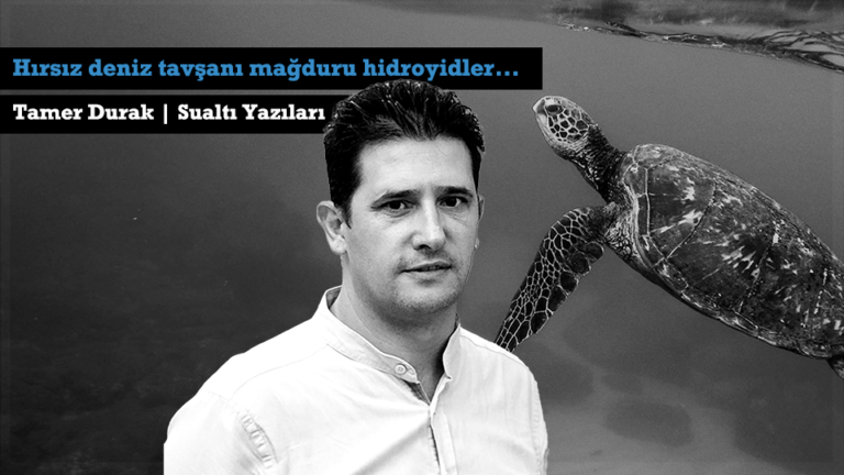 Hırsız deniz tavşanı mağduru hidroyidler