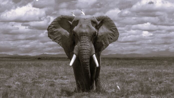 nam-anh-QJbyG6O0ick-unsplash