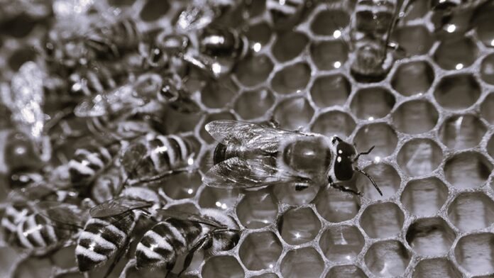 honey-bees-hive